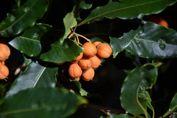 Mountain ash. Rowan-tree.