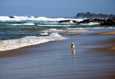 Plajda oynayan küçük köpek
