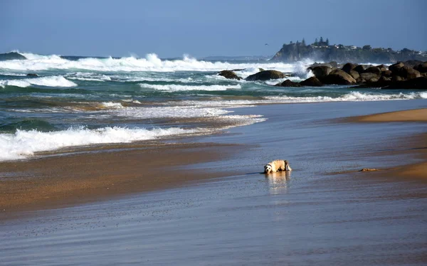 Anjing kecil bermain di pantai — Stok Foto
