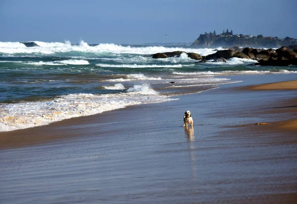 Pequeño perro jugando en la playa — Foto de Stock