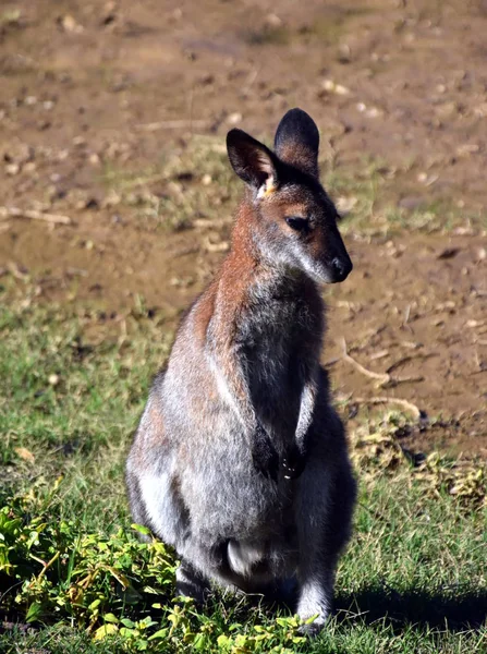 Kangur olbrzymi w Australii — Zdjęcie stockowe