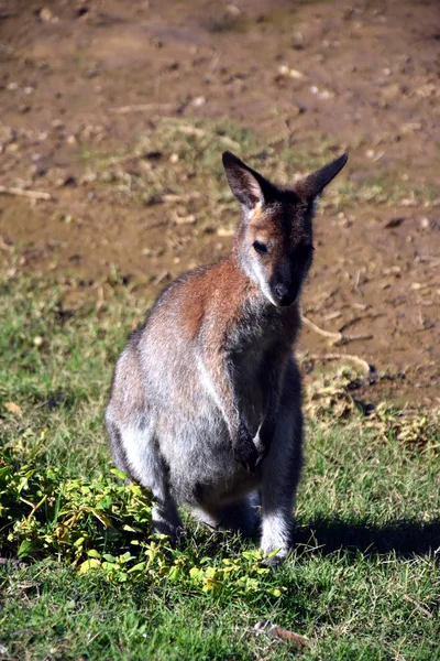 Canguru cinzento oriental na Austrália — Fotografia de Stock