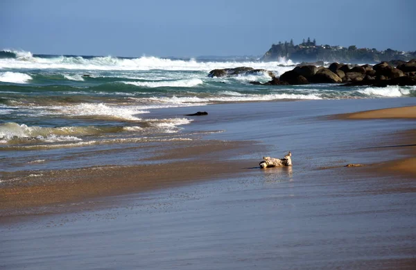 Pequeño perro jugando en la playa — Foto de Stock