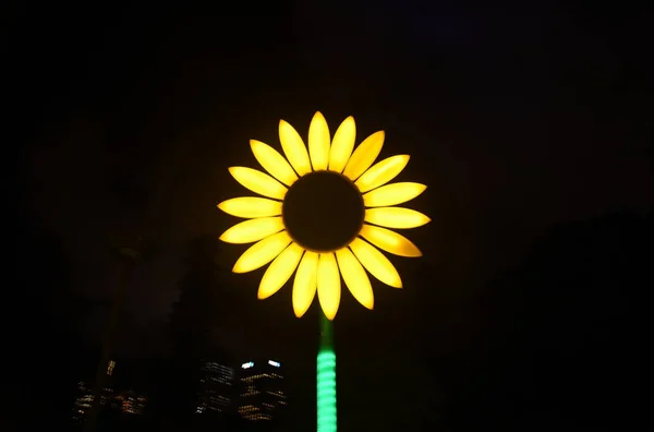 Sydney Australia Mai 2017 Ein Stück Sonnenblume Aus Der Sonnenblumen — Stockfoto