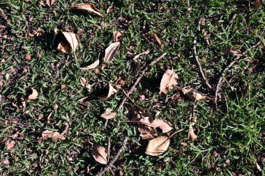 Kuru çim çimen ile arka plan yaprak. Sonbahar arka plan bırakır. Sonbahar yaprakları üzerinde Kapat.