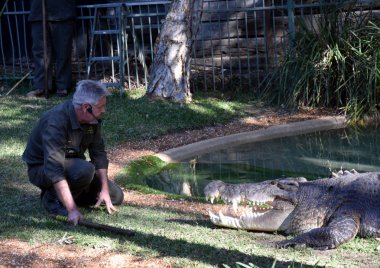 Avustralya'nın crankiest timsah Elvis gösterisi