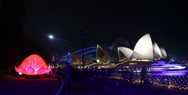 Waratah yükleme sırasında canlı Sydney