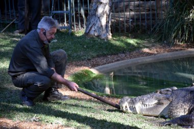 Avustralya'nın crankiest timsah Elvis gösterisi