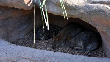 Tachyglossus aculeatu dikenli karıncayiyen ağacın altında yalan 