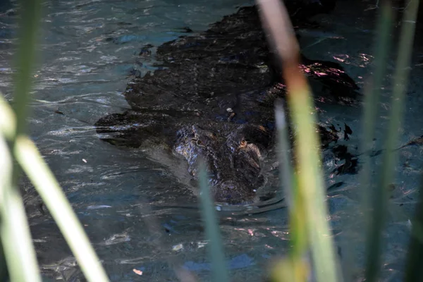 Show of Australia's crankiest crocodile Elvis — Stock Photo, Image