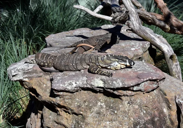 Большая ящерица в Австралии — стоковое фото