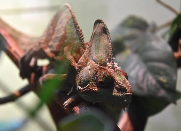 Рептилия хамелеон с красочным телом на ветке — стоковое фото