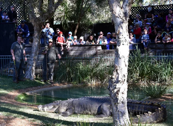 Spectacle du crocodile le plus grincheux d'Australie Elvis — Photo