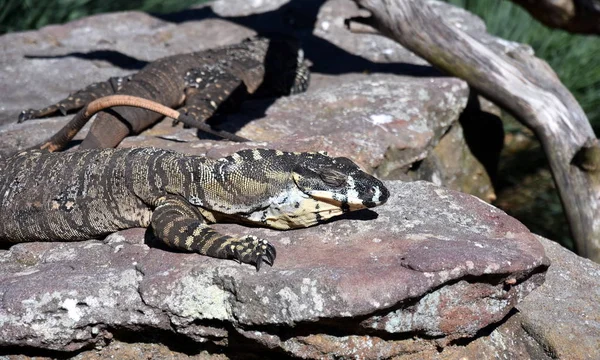 Большая ящерица в Австралии — стоковое фото