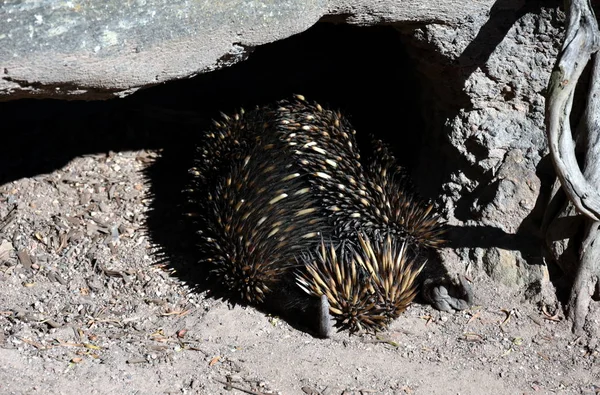 Tachyglossus aculeatu Echidna lying under the tree — Stock Photo, Image