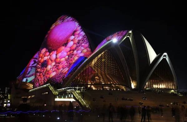 Sydney Opera House iluminado — Foto de Stock