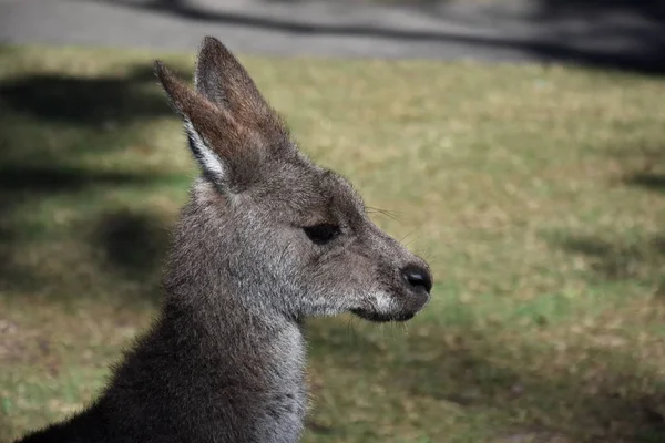 Bennets wallabie gezicht — Stockfoto