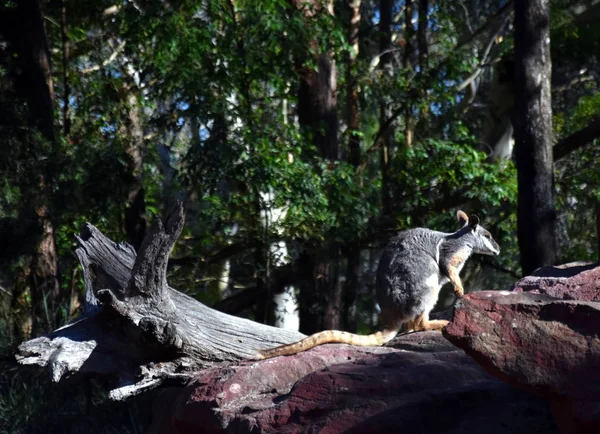 Il wallaby di roccia dai piedi gialli — Foto Stock