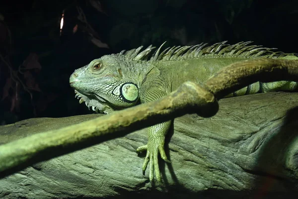 Yeşil iguana yakın çekim — Stok fotoğraf