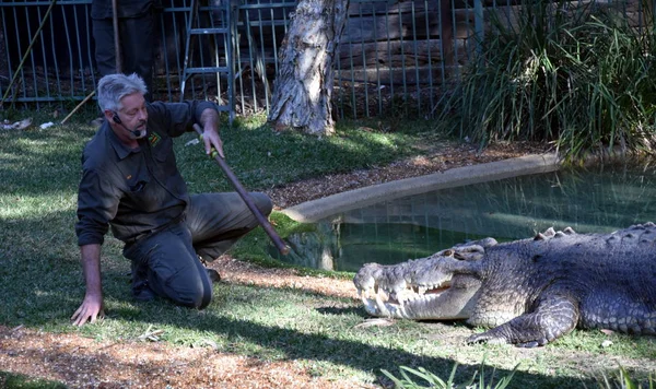 Spettacolo del coccodrillo più irritabile d'Australia Elvis — Foto Stock