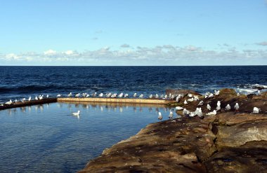 Açık rock Yüzme Havuzu-martılar