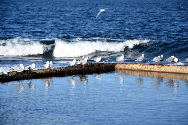 Piscina rochosa exterior com gaivotas — Fotografia de Stock