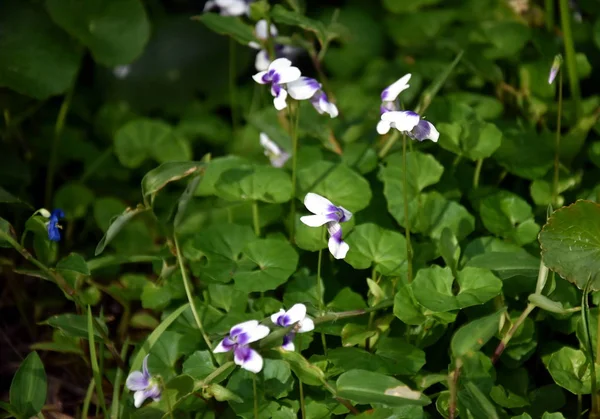 Violettes en bois fleurs close up — Photo