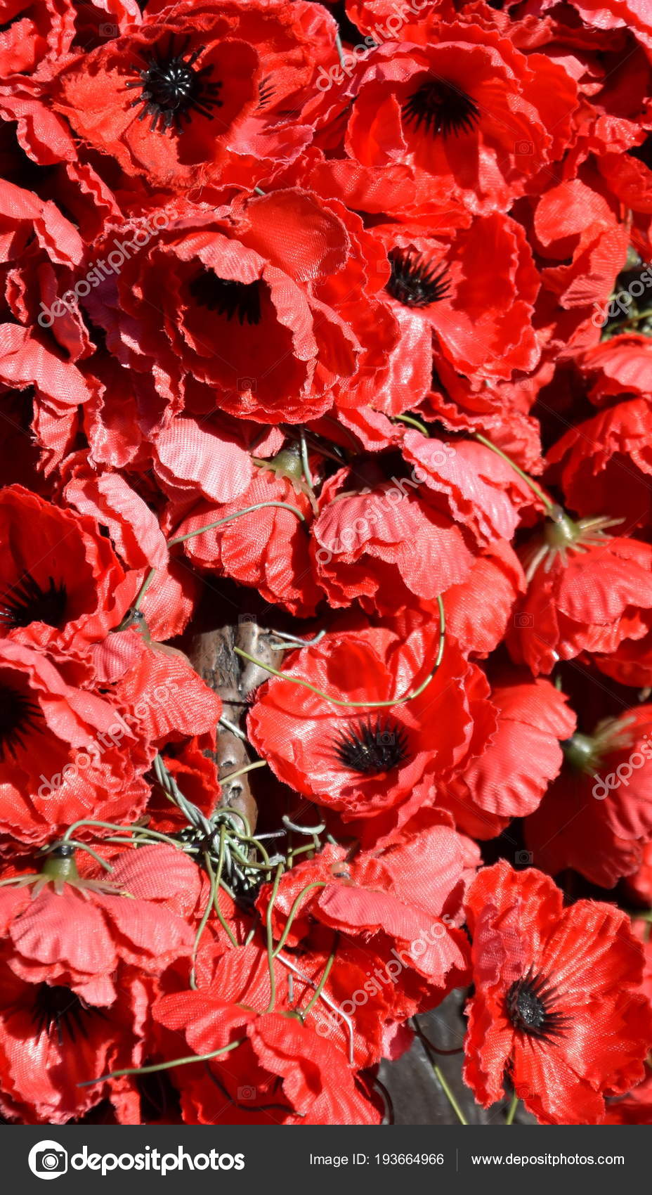Plastic Red Poppies Red Poppy Has Become Symbol War Remembrance Stock Photo Image By C Katacarix Plastic Red Poppies Red Poppy Has Become Symbol War Remembrance Stock Photo Image By C Katacarix