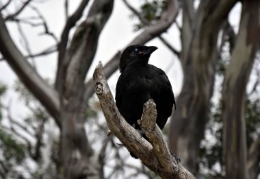 Bir ölü ağaç dalı ile bulutlu gökyüzü ve odak dalları içinde belgili tanımlık geçmiş dışında oturan siyah karga, yakın çekim. 