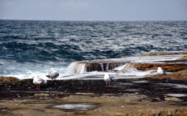 Martılar kayaların üzerinde durmak. Martılar buzlu Dee neden sahil plaj. 