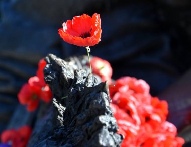 Canberra, Avustralya savaş Memorial'dan bir kayanın üzerinde haşhaş. Kırmızı gelincik dünyada savaş anma (Anzak günü) bir sembolü haline gelmiştir.