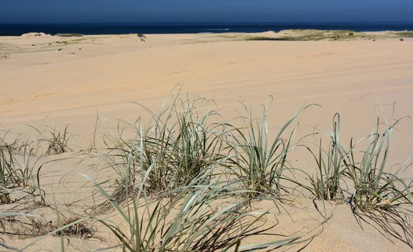 Close Grama Praia Stockton Beach Nsw Austrália Gramíneas Marinhas Praia — Fotografia de Stock