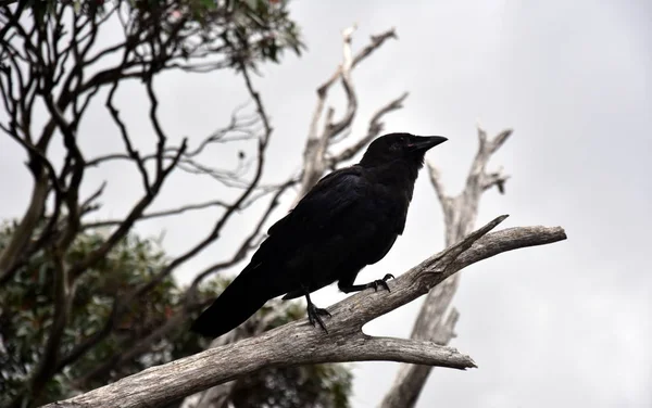 Primer Plano Cuervo Negro Sentado Una Rama Árbol Muerto Con —  Fotos de Stock
