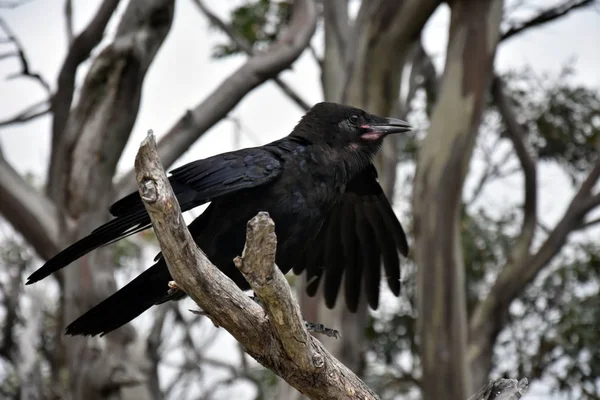 Крупным Планом Черного Ворона Сидящего Ветке Мертвого Дерева Облачным Небом — стоковое фото