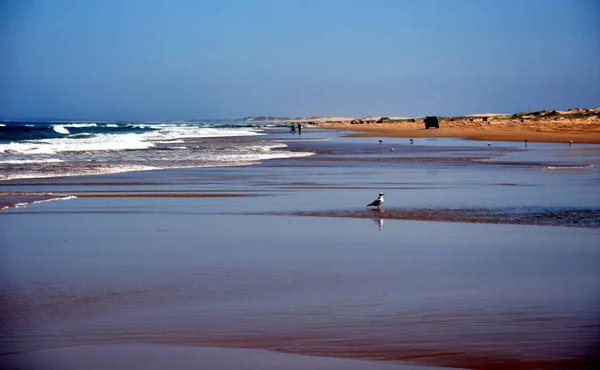 Seagull Standing Sand Horizontal Landscape Stockton Beach Nsw Australia — Stock Photo, Image