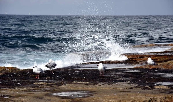 Gaivotas Estão Sobre Rochas Gaivotas Rochas Costa Dee Porquê Praia — Fotografia de Stock