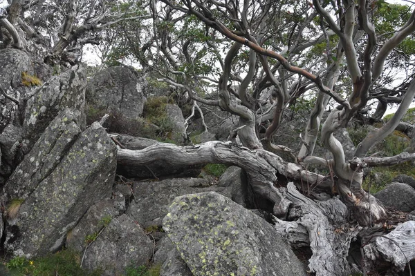 Twisted Wortels Van Een Dode Boom Rotsen Patroon Van Dode — Stockfoto