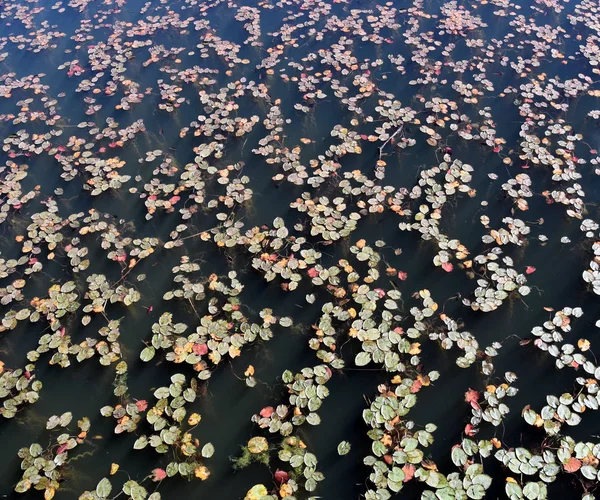 Közeli Kép Víz Liliomok Víz Felszínén Vadon Élő Erdőben Tavirózsák — Stock Fotó