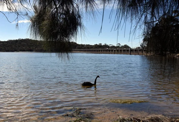 Black swan on Manly Dam. Bird swan bird goose. The black swan is a large water bird a species of swan which breeds mainly in the southeast and southwest regions of Australia.