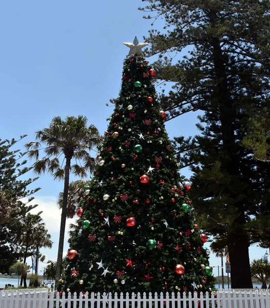 Árbol Navidad Alto Aire Libre Con Decoración Port Macquarie Australia — Foto de Stock