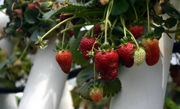 成熟的浆果和叶子草莓植物 在有机农场种植的新鲜草莓 草莓种植园的红绿草莓 — 图库照片