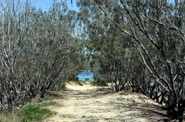 Μπους Δέντρα Που Σχηματίζουν Μια Σήραγγα Μονοπάτι Στην Παραλία Στο — Φωτογραφία Αρχείου