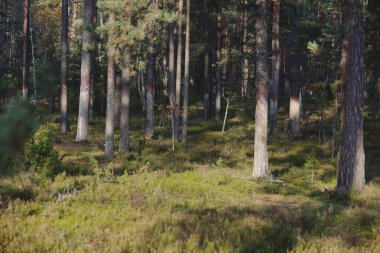 orman yeşili doğal arkaplan