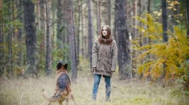 Young woman playing with a shepherd dog in autumn forest - throws a stick, slow motion