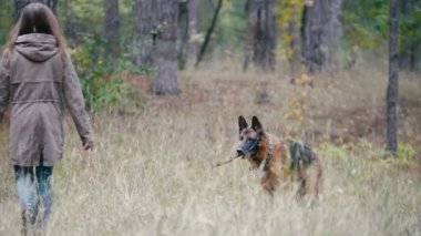 Young woman playing with a shepherd dog in autumn forest - brings a stick