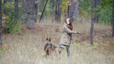 Sonbahar ormanda bir çoban köpeği ile oynayan genç kadın-atılan sopa için çalışır