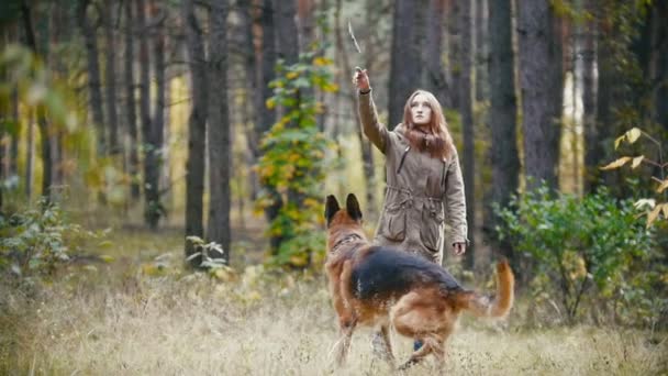 Giovane donna che gioca con un cane pastore nella foresta autunnale getta un bastone verso la fotocamera, rallentatore — Video Stock