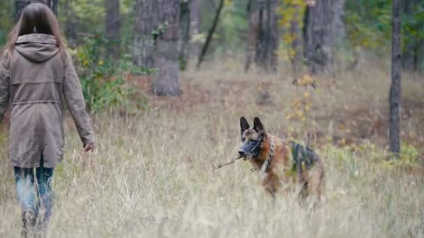 Young woman playing with a shepherd dog in autumn forest - brings a stick — Stock video