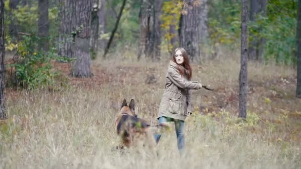 Young woman playing with a shepherd dog in autumn forest - runs for the thrown stick