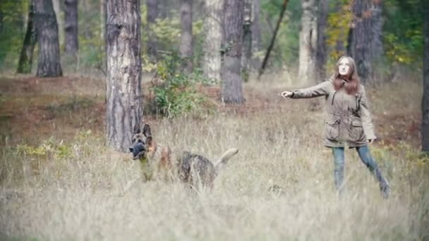 Young woman playing with a shepherd dog in autumn forest - runs for the thrown stick, slow motion — Stock video